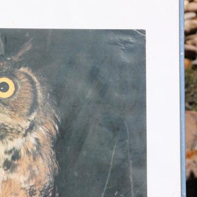 Lot 2-152: 1980 Vintage Owl Wildlife Photo Print Framed {30.5