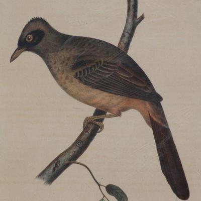 Lot 2-168: Antique JOHANN FRIEDRICH GMELIN Garrulax Perspecillatus Bird Specimen Lithograph by W.E. Hitchcock of Philadelphia {10.5