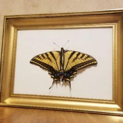 Lot 2-396: Vintage Framed Butterfly Biology Study