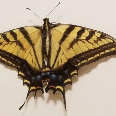 Lot 2-396: Vintage Framed Butterfly Biology Study
