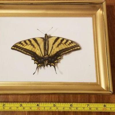 Lot 2-396: Vintage Framed Butterfly Biology Study
