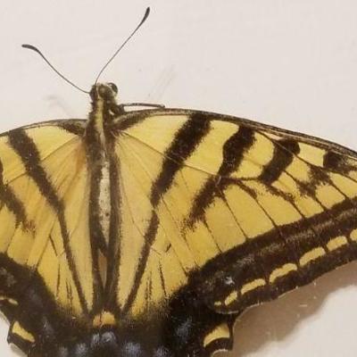 Lot 2-396: Vintage Framed Butterfly Biology Study