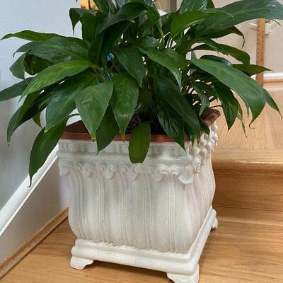 L11: Small Planter with Live Plant