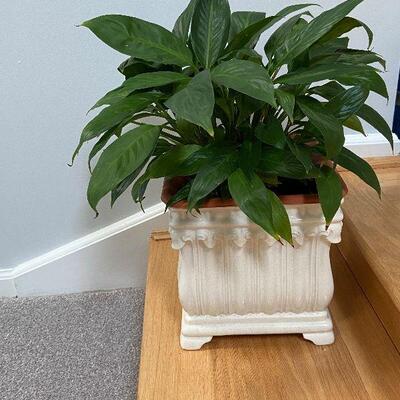 L11: Small Planter with Live Plant