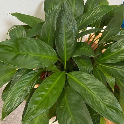 L11: Small Planter with Live Plant