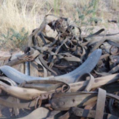 BB-7  LARGE LOT OF VINTAGE HORSE TACK   