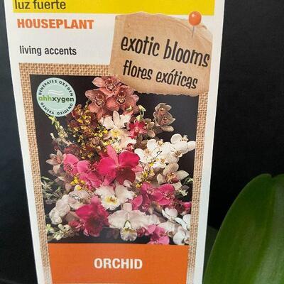 G92: Live Orchid Flowers and Flower Pots