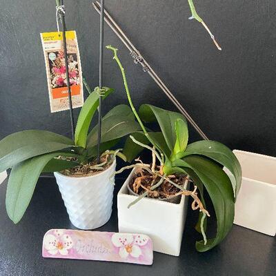 G92: Live Orchid Flowers and Flower Pots