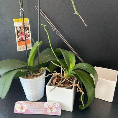 G92: Live Orchid Flowers and Flower Pots