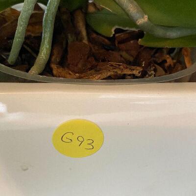 G93:  Live Orchids, Extra Pot and Floral Sticks