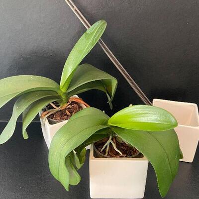G93:  Live Orchids, Extra Pot and Floral Sticks