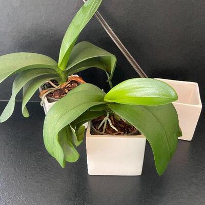G93:  Live Orchids, Extra Pot and Floral Sticks