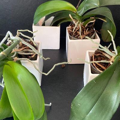 G94:  Orchid Plants, Pots and Sticks