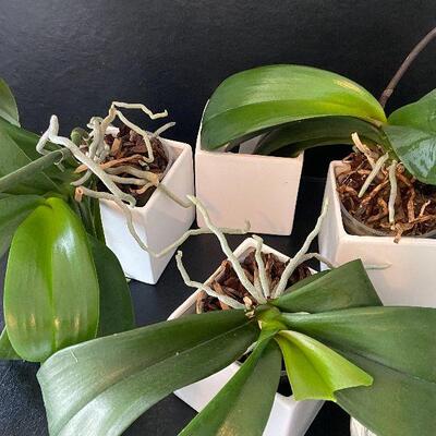 G94:  Orchid Plants, Pots and Sticks