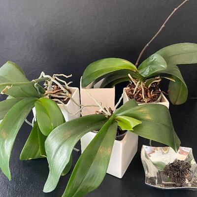 G94:  Orchid Plants, Pots and Sticks
