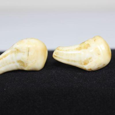 LOT#A77: Pair of Unknown Mammal Teeth Screw-Back Earrings