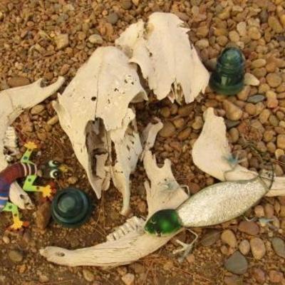 Y-29  SKULLS, BONES AND TEETH