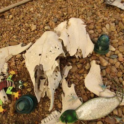 Y-29  SKULLS, BONES AND TEETH