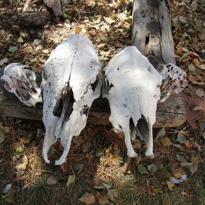 Y-29  SKULLS, BONES AND TEETH