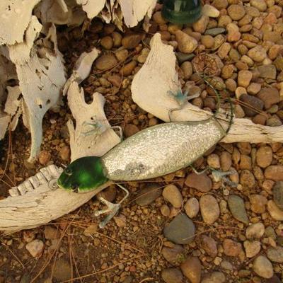 Y-29  SKULLS, BONES AND TEETH