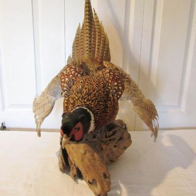 LOT 93  PHEASANT TAXIDERMY