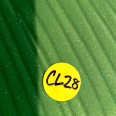 CL28: Green Leaf Centerpiece and More