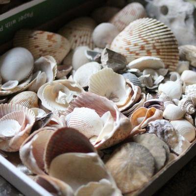 Lot 147 Driftwood & Sea Shells