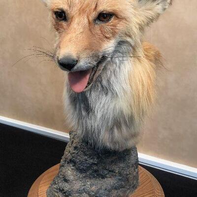 #3 RED FOX Mount 