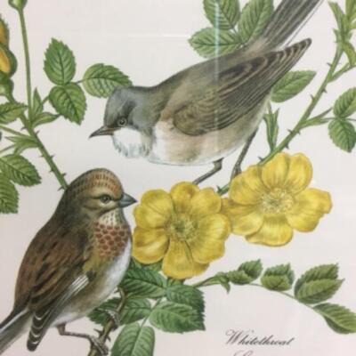 Bird with Rose Flowers Framed Print Whitethroat Linnet