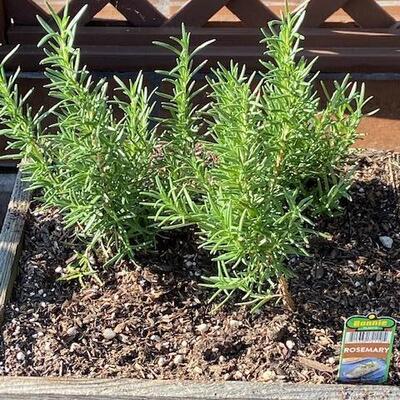 ROSEMARY IN RUSTIC SQUARE PLANTER