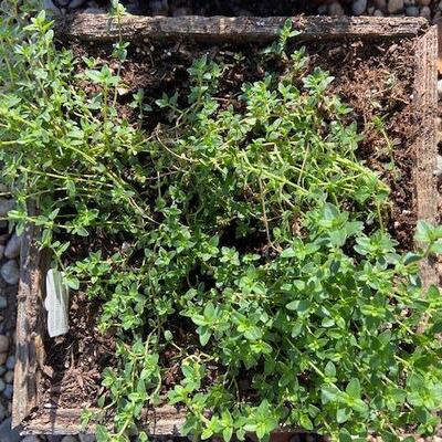 THYME IN RUSTIC PLANTER BOX 