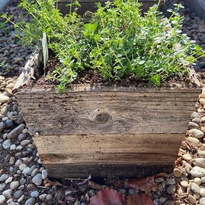 THYME IN RUSTIC PLANTER BOX 