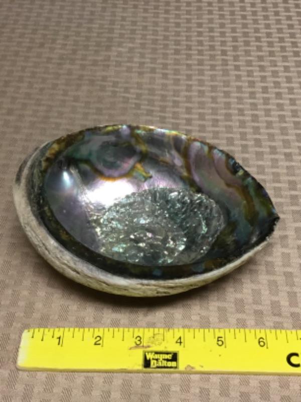 Abalone Seashell