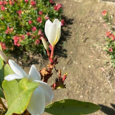 Potted Plumeria Flower Plant 