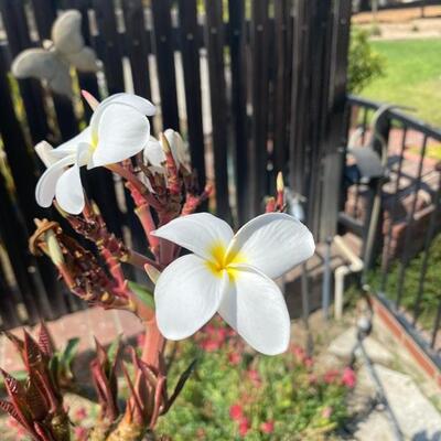 Potted Plumeria Plant 