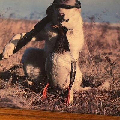 #216  Duck Hunting Dog 