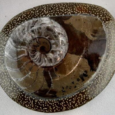 Ammonite Fossil Paperweight