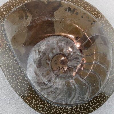 Ammonite Fossil Paperweight