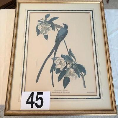 LOT#45LR: 1833 Forked Tailed Flycatcher Litho by R Havell