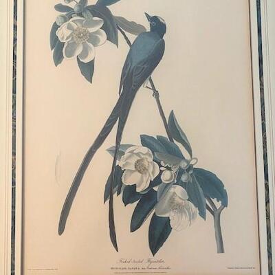 LOT#45LR: 1833 Forked Tailed Flycatcher Litho by R Havell
