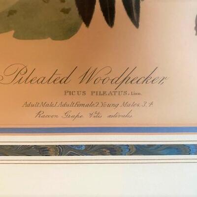 LOT#105DR: Pileated Woodpecker Lithograph