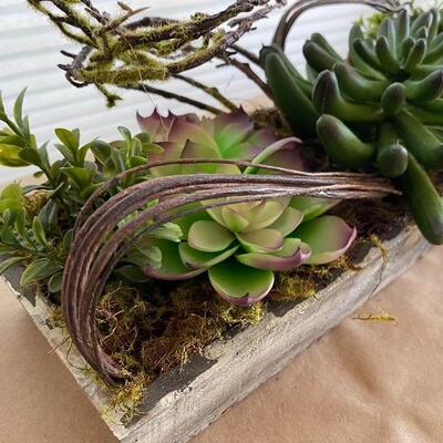 Succulent garden 