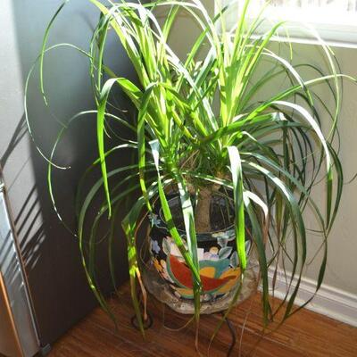 LOT 25. POTTED LIVE HOUSE PLANT