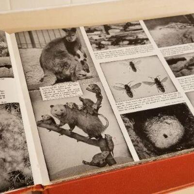 Lot #156: Vintage 1949 CHILDCRAFT Pair of (2) Large Educational Hardback Books