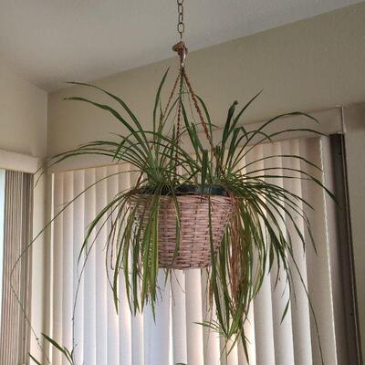 Lot 282: Hanging Plant