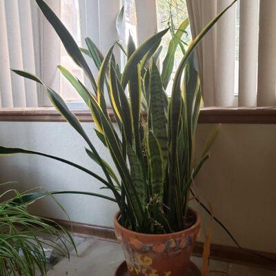 Lot 283: Potted Plant