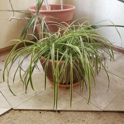 Lot 284: Potted Plant
