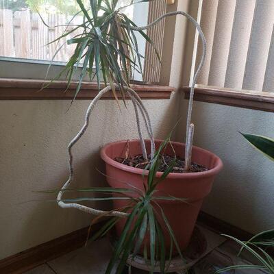 Lot 285: Potted Plant