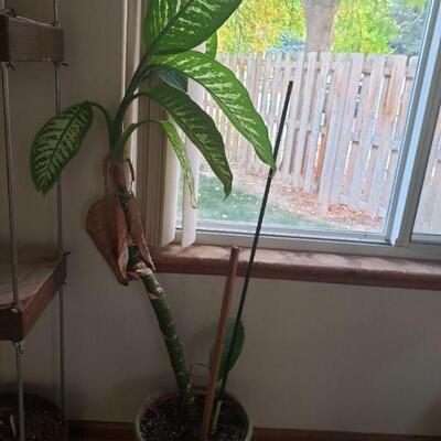 Lot 286: Potted Plant 