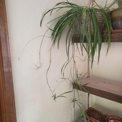 Lot 287: Hanging Plant 
